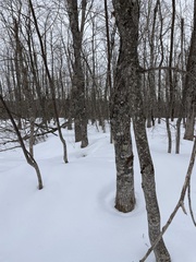 Acer pensylvanicum