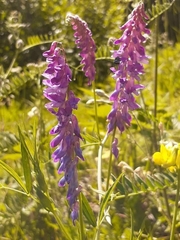 Vicia tenuifolia
