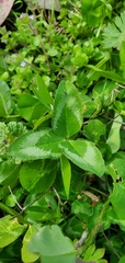 Trifolium repens