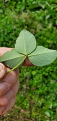 Trifolium repens