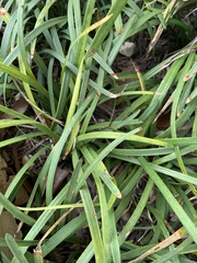 Ophiopogoneae