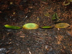 Cedrelinga cateniformis