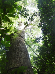 Cedrelinga cateniformis