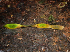 Cedrelinga cateniformis