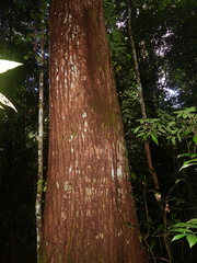 Cedrelinga cateniformis