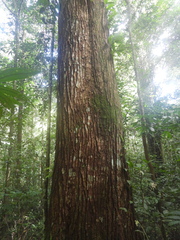 Cedrelinga cateniformis