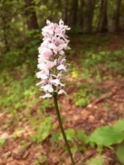Dactylorhiza maculata