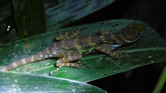 Anolis aquaticus