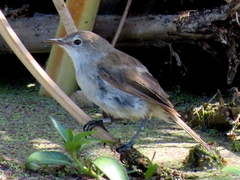 Acrocephalus gracilirostris gracilirostris
