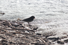 Junco hyemalis cismontanus