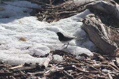 Junco hyemalis cismontanus