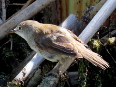 Acrocephalus gracilirostris gracilirostris