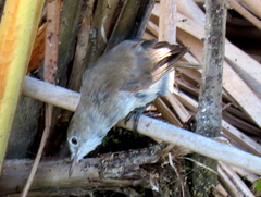 Acrocephalus gracilirostris gracilirostris