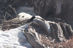 Junco hyemalis cismontanus