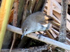 Acrocephalus gracilirostris gracilirostris