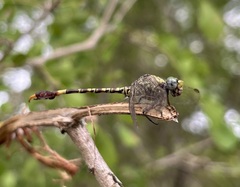 Paragomphus genei