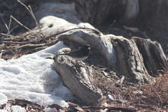 Junco hyemalis cismontanus