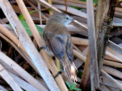 Acrocephalus gracilirostris gracilirostris
