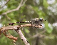 Paragomphus genei