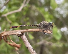 Paragomphus genei