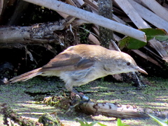 Acrocephalus gracilirostris gracilirostris