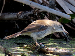 Acrocephalus gracilirostris gracilirostris