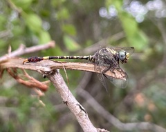Paragomphus genei