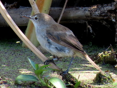Acrocephalus gracilirostris gracilirostris