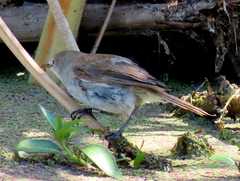 Acrocephalus gracilirostris gracilirostris