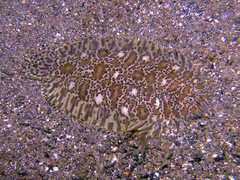 Liachirus melanospilos