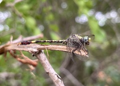 Paragomphus genei