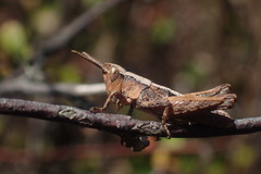 Sigaus campestris
