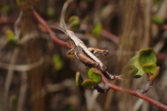 Sigaus campestris