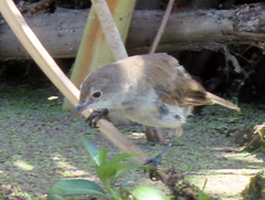 Acrocephalus gracilirostris gracilirostris
