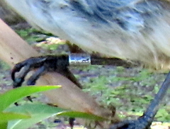 Acrocephalus gracilirostris gracilirostris