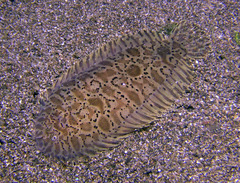 Liachirus melanospilos