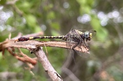 Paragomphus genei