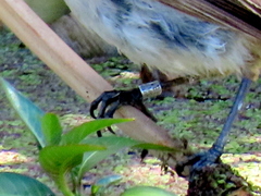 Acrocephalus gracilirostris gracilirostris