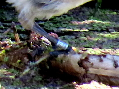 Acrocephalus gracilirostris gracilirostris