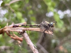 Paragomphus genei