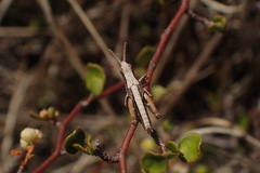 Sigaus campestris