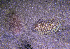 Liachirus melanospilos