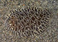 Liachirus melanospilos