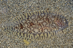 Liachirus melanospilos