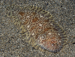 Liachirus melanospilos