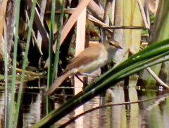 Acrocephalus gracilirostris gracilirostris