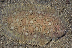 Liachirus melanospilos