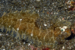 Liachirus melanospilos