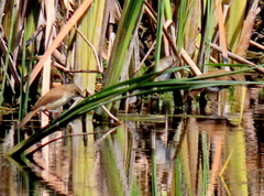 Acrocephalus gracilirostris gracilirostris
