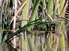 Acrocephalus gracilirostris gracilirostris